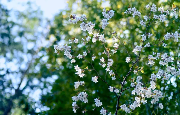 Цветы, вишня, весна, боке, bokeh, cherry, spring, blooming