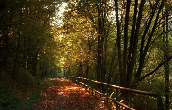 Картинка осень, деревья, листва, colors, дорожка, trees, Autumn, leaves