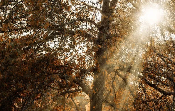 Осень, свет, дерево