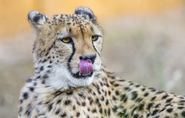 Картинка язык, кошка, морда, гепард, ©Tambako The Jaguar