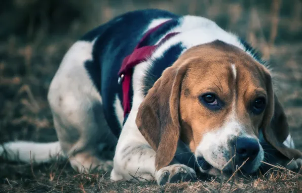 Взгляд, друг, собака