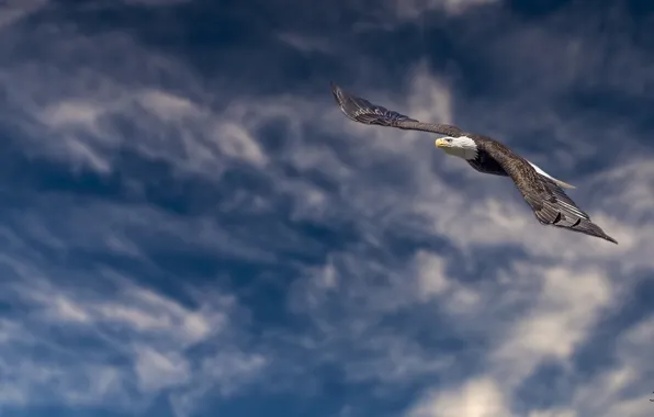Высота, полёт, белоголовый орлан, хищная птица