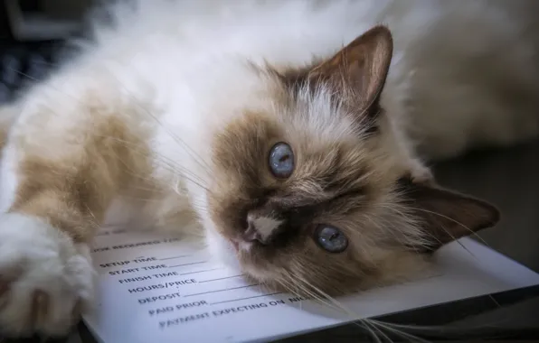 Картинка кошка, взгляд, мордочка, голубые глаза, Бирманская кошка, Священная бирма