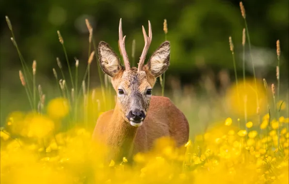 Deer, direct gaze, fields of gold
