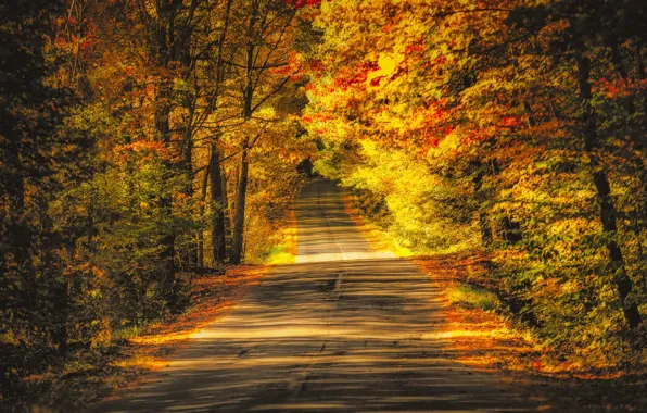 Дорога, осень, деревья