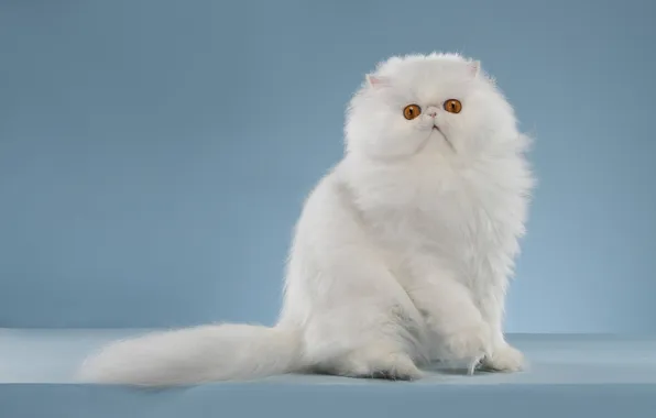 Кошка, белый, взгляд, поза, котенок, пушистый, мордашка, сидит