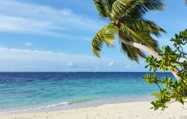 Пальмы, океан, отдых, остров, relax, экзотика, Maldives, белоснежный песок