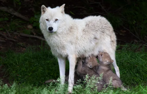 Животные, природа, волки, волчата, волчица, animals, nature, wolves