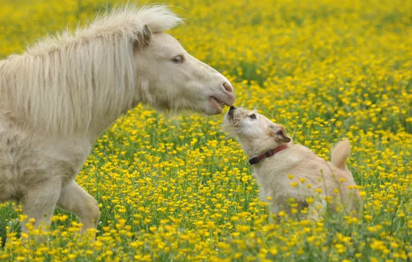 Картинка цветы, собака, луг, пони, лошадка