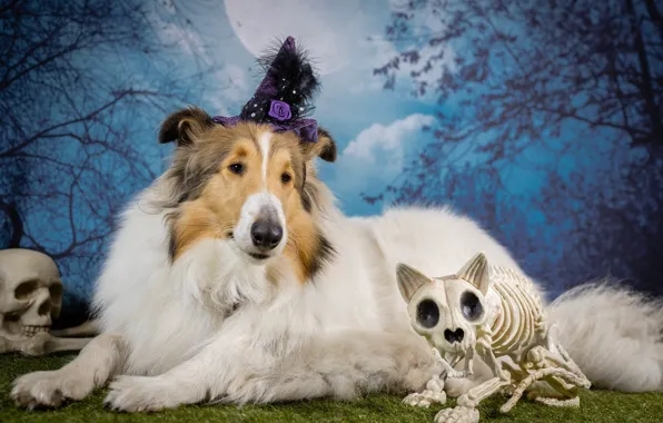 Кошка, взгляд, морда, деревья, ветки, поза, праздник, луна