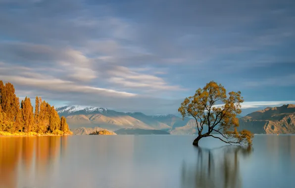 Картинка осень, горы, озеро, дерево, Новая Зеландия, водоем, Ванака
