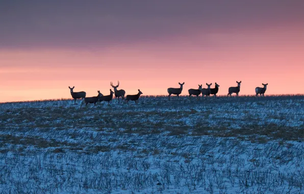 Картинка зима, поле, закат, олени