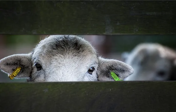 Картинка взгляд, забор, овца