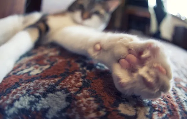 Кошка, кот, лапа, ковёр, cat, paw