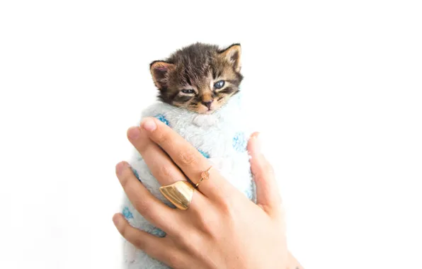 Котенок, полотенце, руки