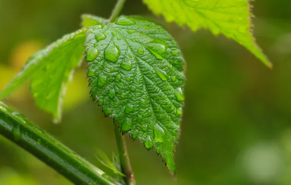 Water, drops, leaf