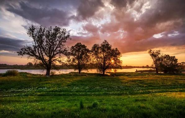 Картинка лето, небо, трава, облака, деревья, река, одуванчик, рассвет