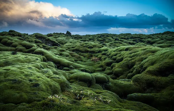 Холмы, мох, зеленые, Ирландия, photo, photographer, Andrés Nieto Porras, расстения