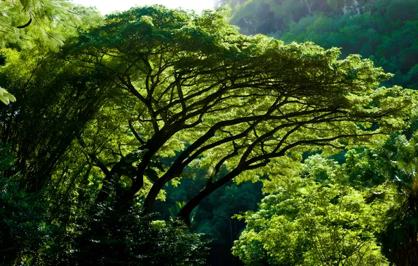 Деревья, Nature, Trees, Rainforest, Тропический лес, ПРирода