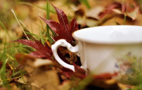 Картинка осень, трава, листья, макро, природа, чашка, белая
