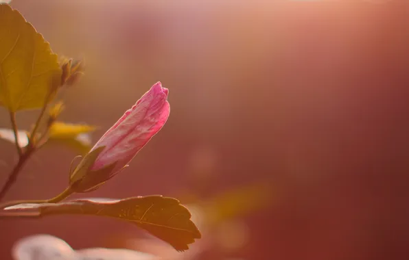 Цветы, лепестки, розовые