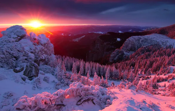 Картинка зима, лес, небо, солнце, лучи, снег, деревья, закат