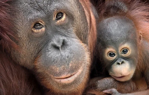 Фон, обезьяны, Borneo Orang-Utans