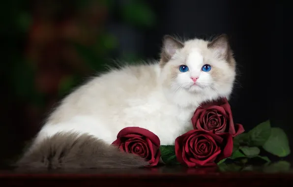 Кошка, цветы, темный фон, котенок, розы, пушистый, голубоглазый, рэгдолл