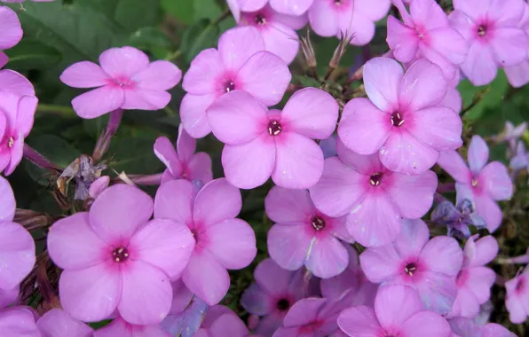 Pink, plant garden, beuteful