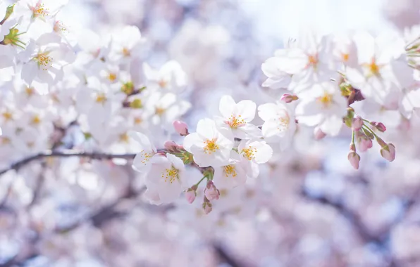 Картинка цветы, ветки, дерево, весна, белые, цветение