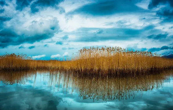 Небо, облака, озеро, отражение, растение