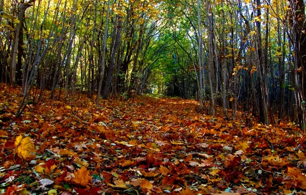 Картинка осень, лес, листья, деревья, forest, Nature, листопад, роща