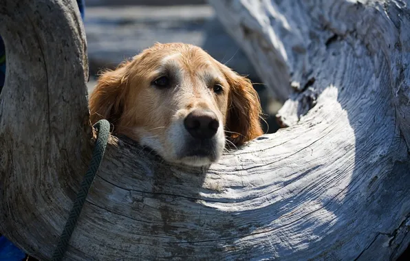 Дерево, собака, animals, Bella