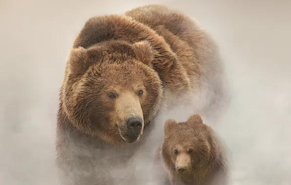 Картинка Russia, snow, bears, Land of Bears, filmed in Russia, the Kamchatka Peninsula, Bears of Kamchatka …