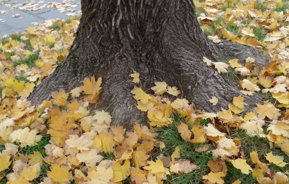 Картинка Дерево, Осень, Fall, Листва, Tree, Autumn, Листопад, Yellow leaves