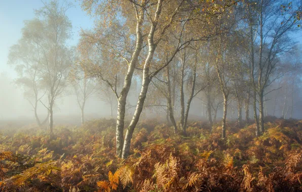 Картинка осень, природа, туман, утро