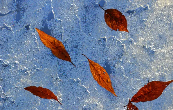 Картинка осень, листья, стена