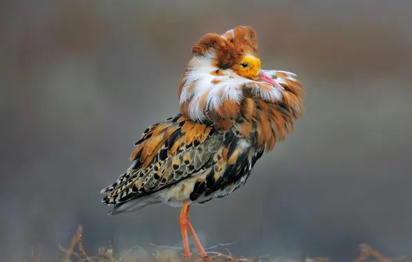 Картинка природа, птица, перья, Norway, ruff