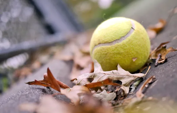 Осень, листья, настроение, мяч, tennis, ball, теннисный мяч, tennis ball