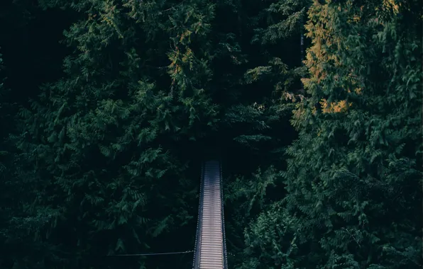 Trees, bridge, pines, suspension bridge, leafage, hanging bridge, swing bridge, rope bridge