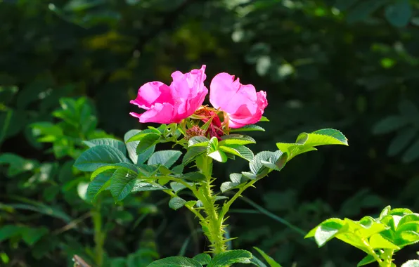 Flower, pink, roses