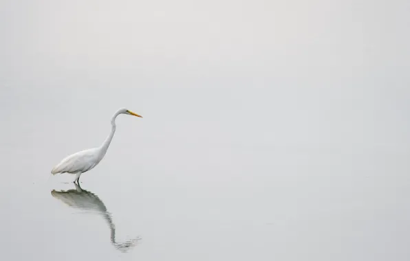 Lake, reflection, wildlife, egret