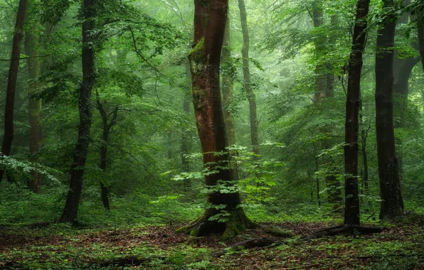 Картинка зелень, лес, лето, листья, деревья, ветки, туман, парк