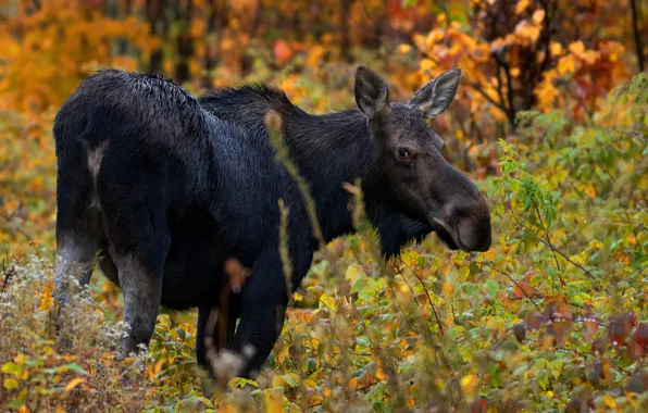 Осень, лес, взгляд, лось
