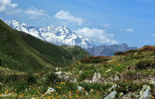 Цветы, горы, Италия, Italy, горный перевал, Penser Joch, Пенсер-Йох