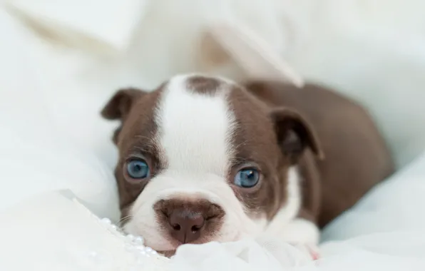 Взгляд, собака, щенок, лежит, puppy, dog, bulldog