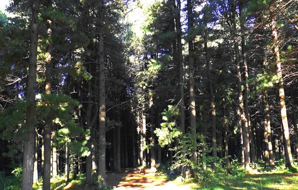 Лес, кедр, Сибирь, Тайга