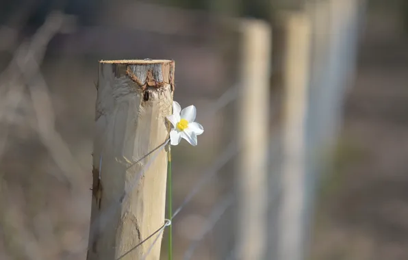 Картинка цветок, фон, забор