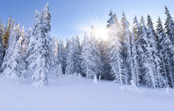 Картинка зима, лес, солнце, лучи, ёлки