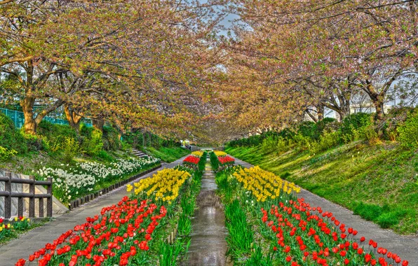Картинка цветы, парк, ручей, весна, Япония, тюльпаны